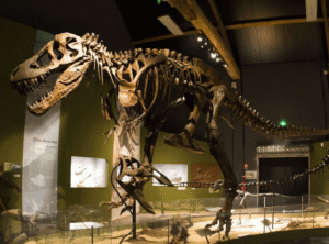 Scénographie du Parc Paléopolis - TOPSCREEN